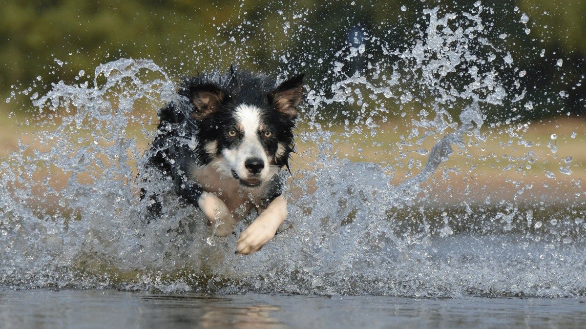 Border Collie rent door het water