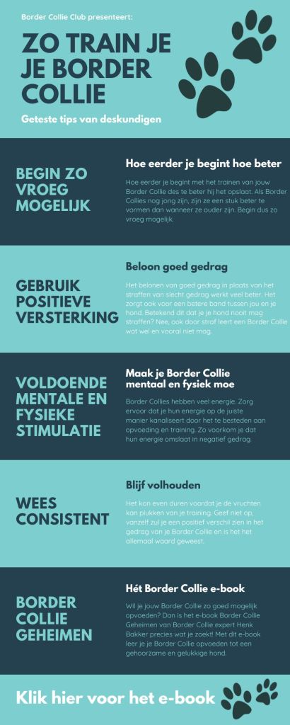 Infographic Border Collie opvoeden