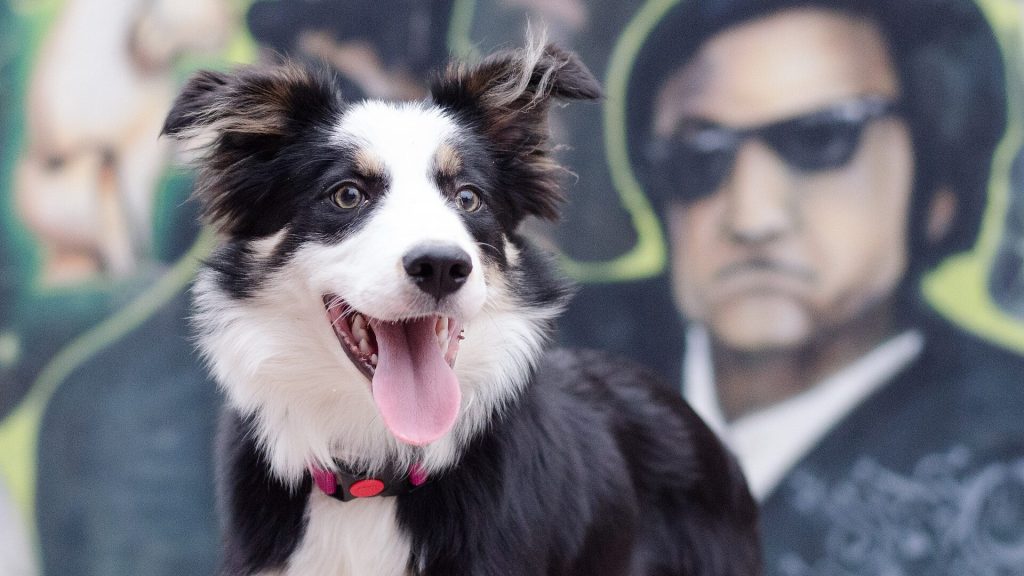 Border Collie is niet meer agressief