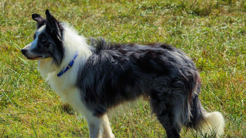 Blue Merle Border Collie staat op gras