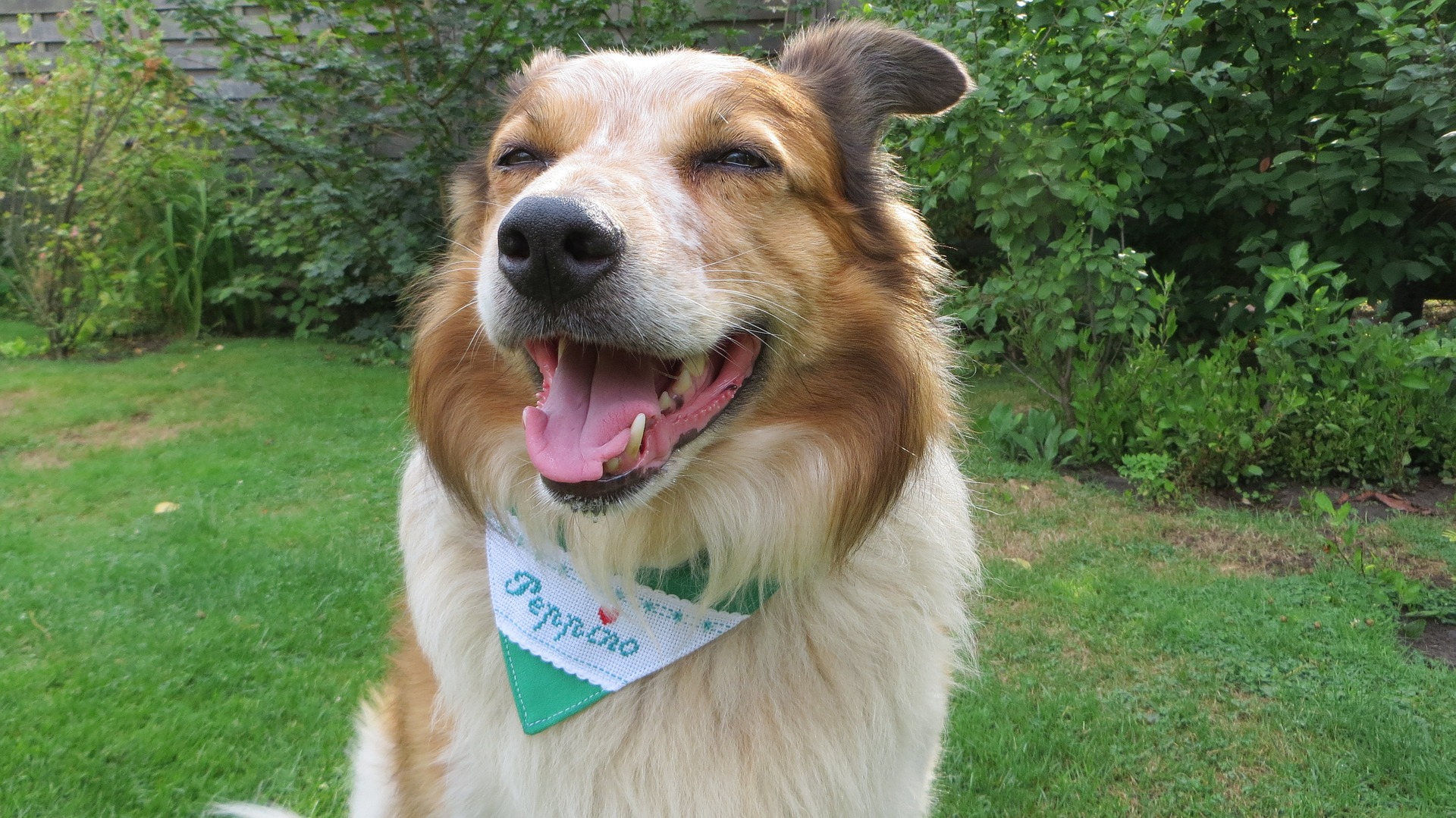 Rode Border Collie