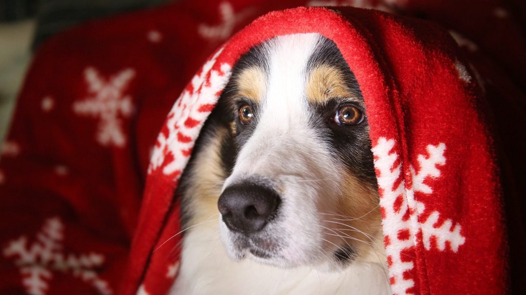 Border Collie met een deken om hem heen