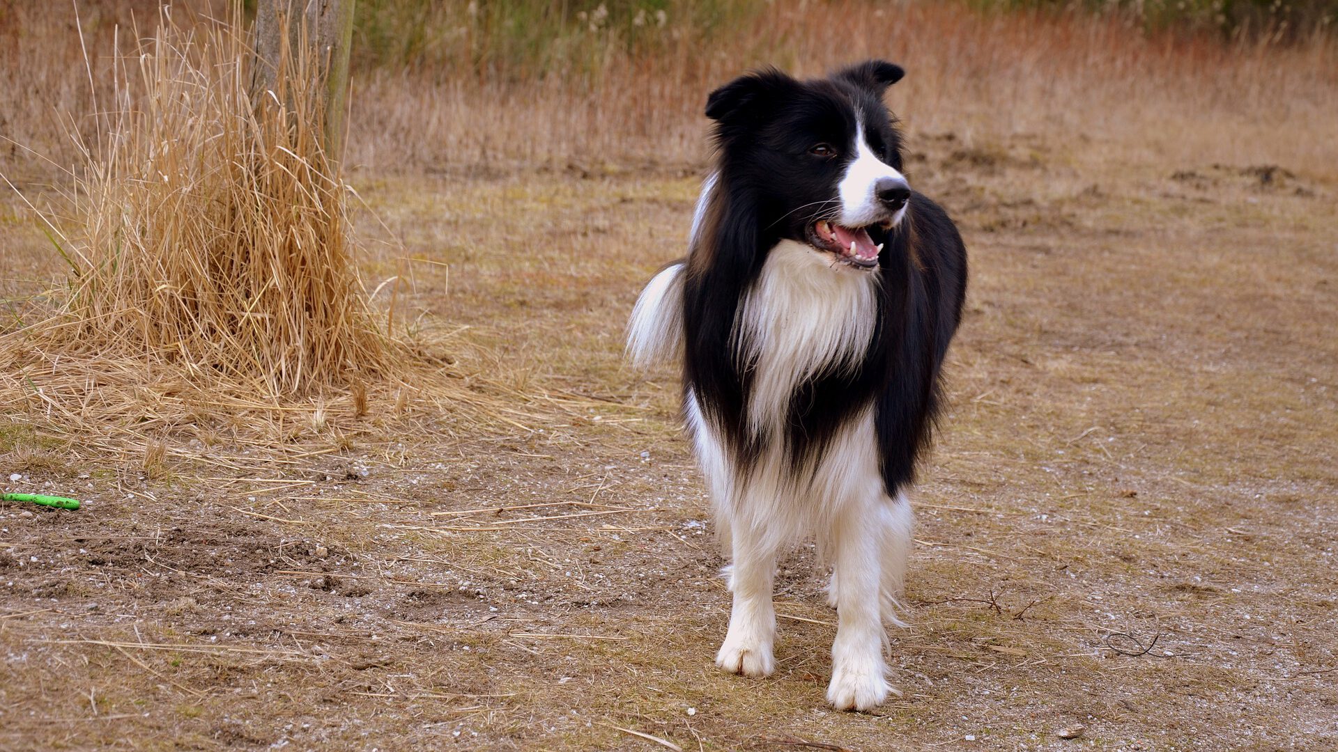 Wanneer Border Collie steriliseren
